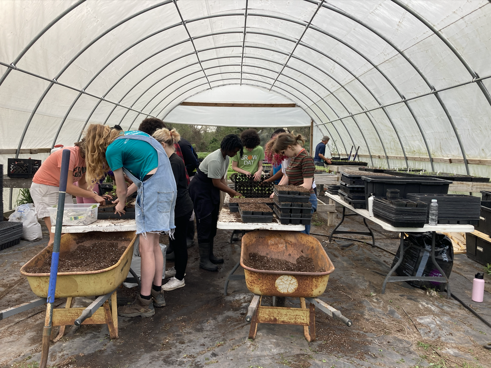 plucking seedlings (1)