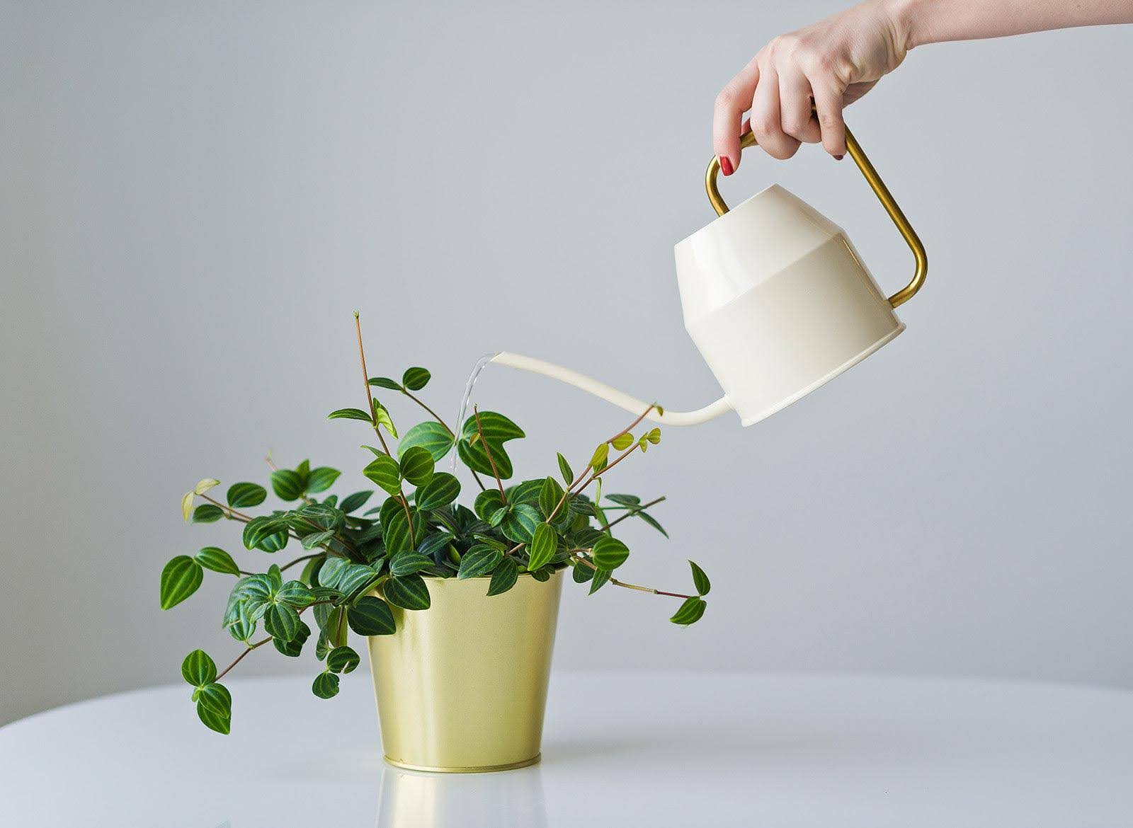 watering can watering plant